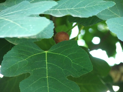 fig leaves